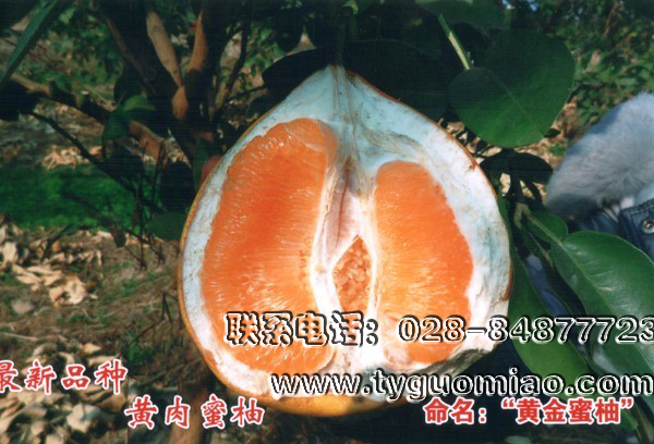 黄肉蜜柚