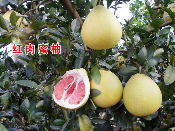红肉琯溪蜜柚