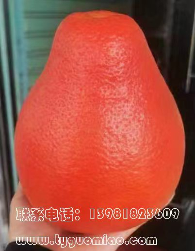 中国红柚