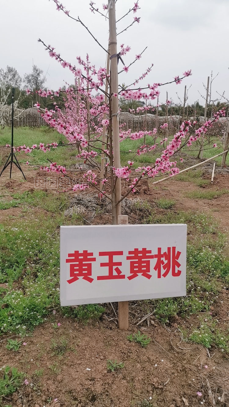 黄桃主杆形