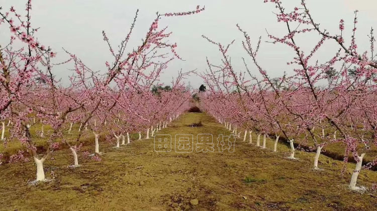 水蜜桃Y字型