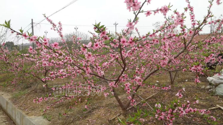 水蜜桃自然开心形