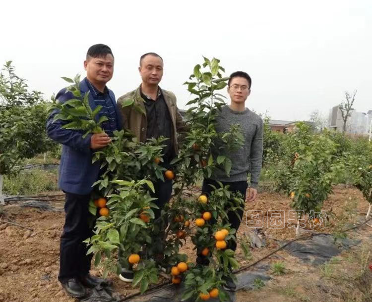 柑橘圆头型